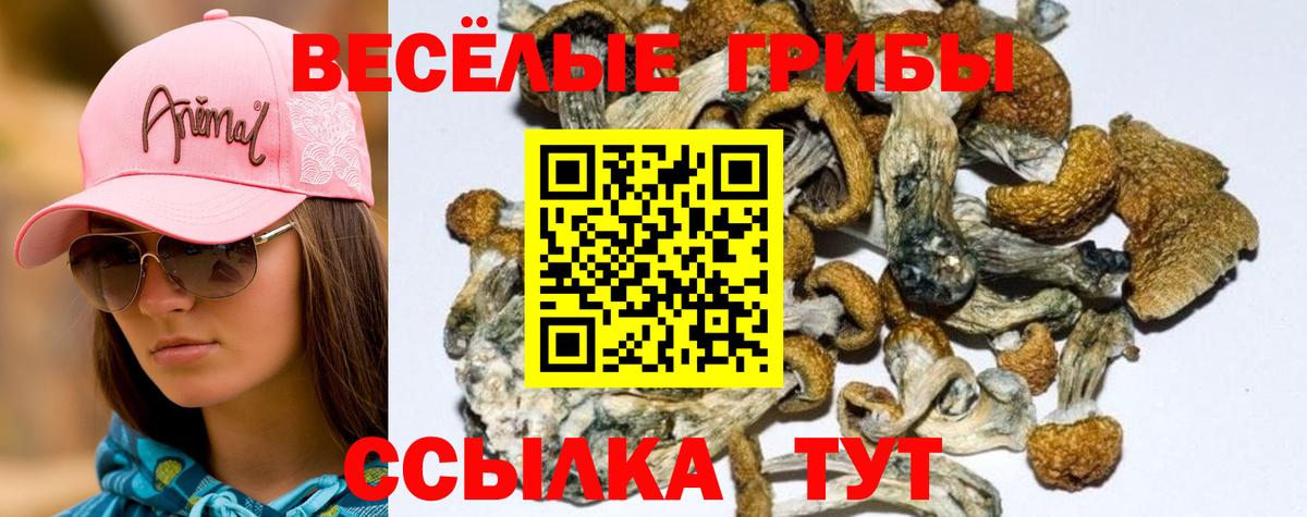 Псилоцибиновые грибы мухоморы Губкинский